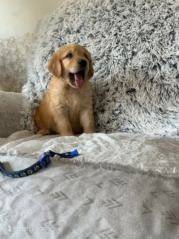 Tebby – Golden Retriever puppy for sale in Thorp, WI