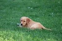 Bess yellow collar RESERVED, a female Golden Retriever for sale in Thorp, WI – 2 of 9
