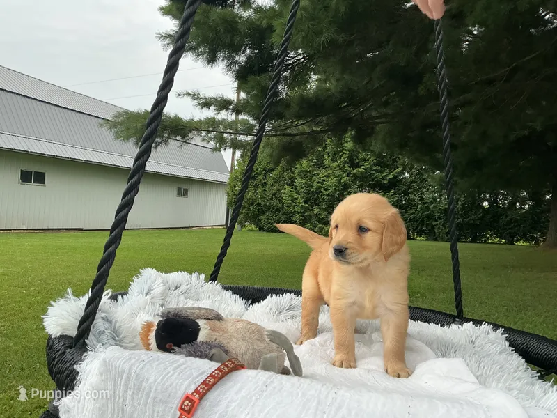 Toby – Golden Retriever puppy for sale in Thorp, WI