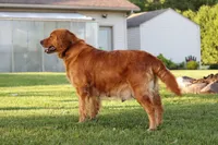 Bess yellow collar , a female Golden Retriever for sale in Thorp, WI – 4 of 4