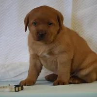 JINX AKC ENGLISH ON HOLD, a female Labrador Retriever for sale in Thorp, WI – Photo 2 of 6