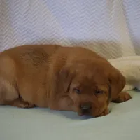 JINX AKC ENGLISH ON HOLD, a female Labrador Retriever for sale in Thorp, WI – Photo 3 of 6