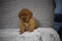 JINX AKC ENGLISH ON HOLD, a female Labrador Retriever for sale in Thorp, WI – Photo 1 of 6