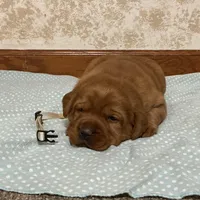 JINX AKC ENGLISH ON HOLD, a female Labrador Retriever for sale in Thorp, WI – Photo 4 of 6