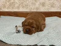 JINX AKC ENGLISH, a female Labrador Retriever for sale in Thorp, WI – Photo 2 of 4