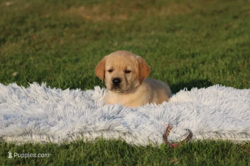 Fidget(pink collar) – Labrador Retriever puppy for sale in Thorp, WI