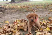 Anji ON NOLD, a female Labrador Retriever for sale in Thorp, WI – 5 of 6