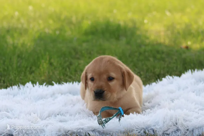 Fenja(light collar) – Labrador Retriever puppy for sale in Thorp, WI