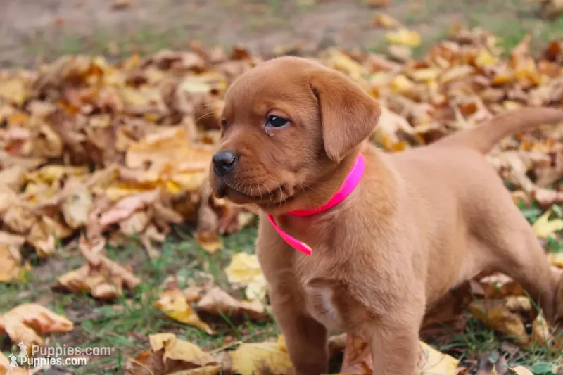Anji – Labrador Retriever puppy for sale in Thorp, WI