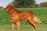 Leo, a male Golden Retriever for sale in Thorp, WI – 2 of 3