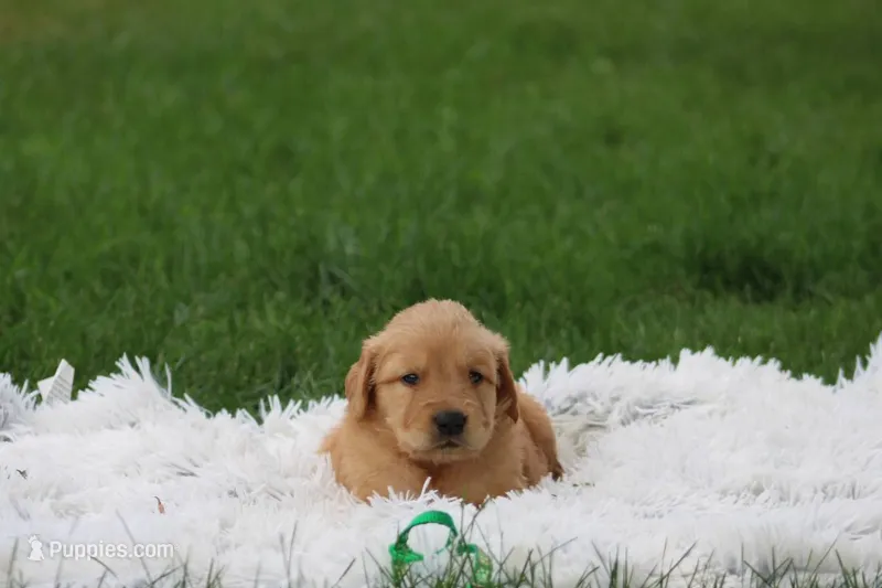 Thor – Golden Retriever puppy for sale in Thorp, WI