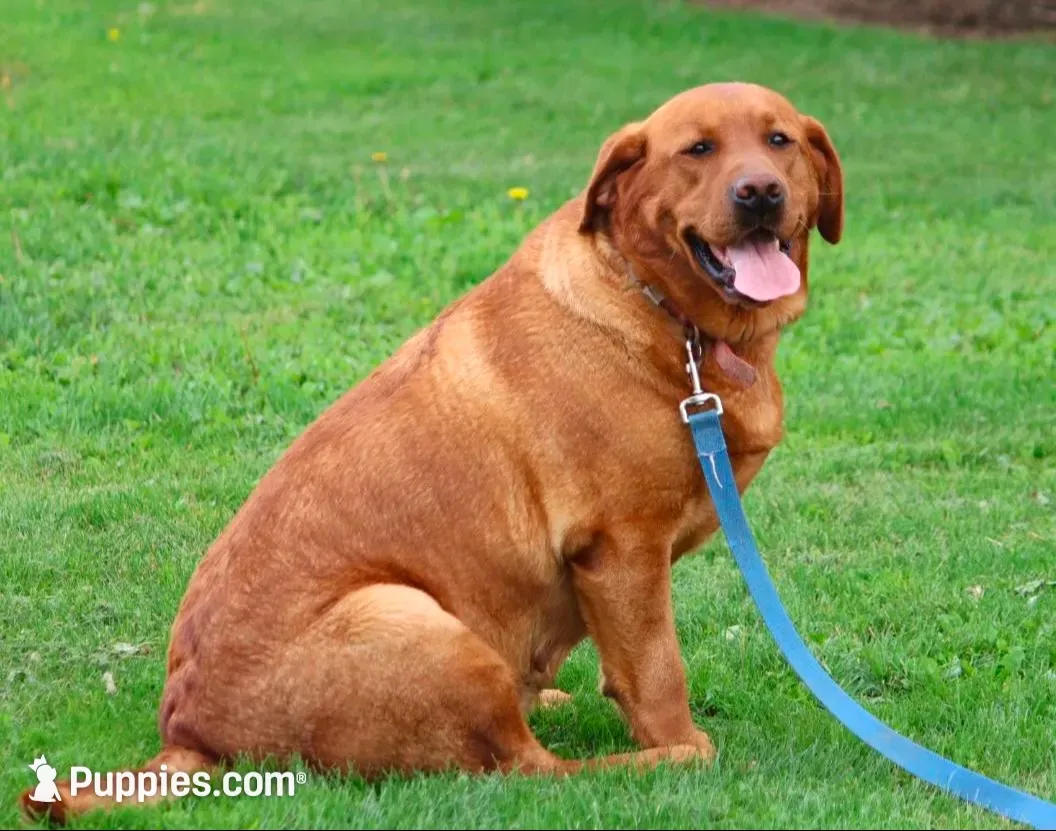 Angel ON HOLD, a female Labrador Retriever for sale in Thorp, WI – 2 of 5