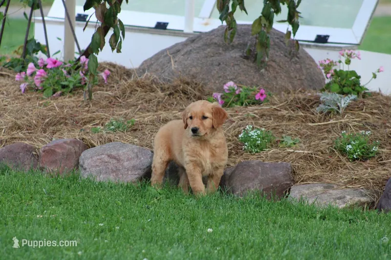 Bess yellow collar  – Golden Retriever puppy for sale in Thorp, WI