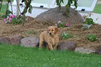 Bess yellow collar RESERVED, a female Golden Retriever for sale in Thorp, WI – 1 of 9