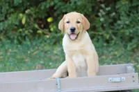 Fenja(light collar), a female Labrador Retriever for sale in Thorp, WI – 1 of 6