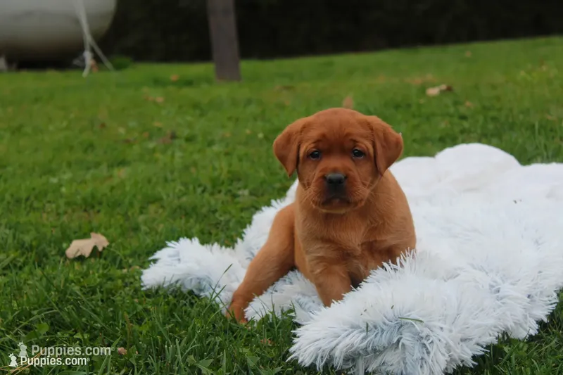 Angel – Labrador Retriever puppy for sale in Thorp, WI
