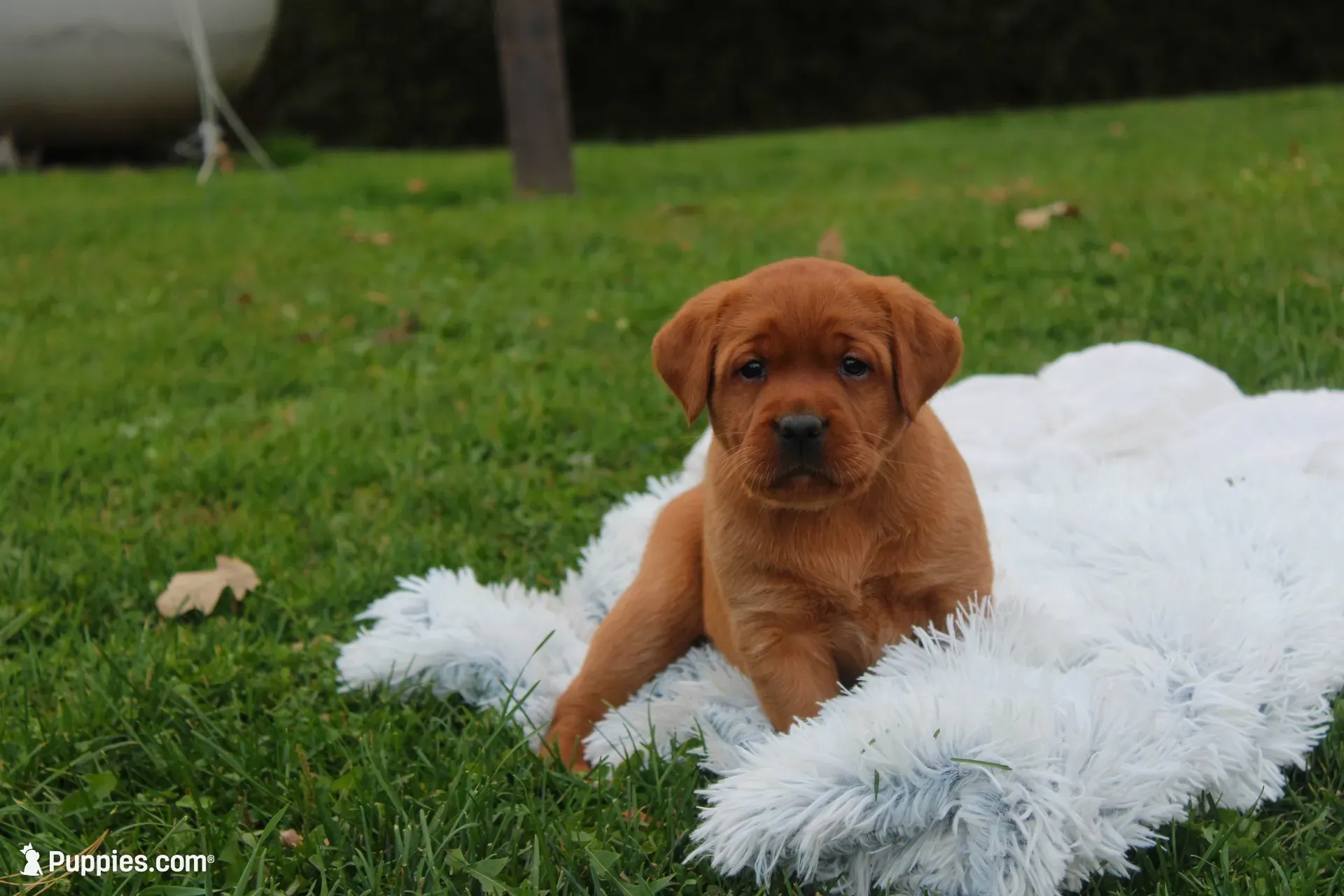 Angel ON HOLD, a female Labrador Retriever for sale in Thorp, WI – 1 of 5