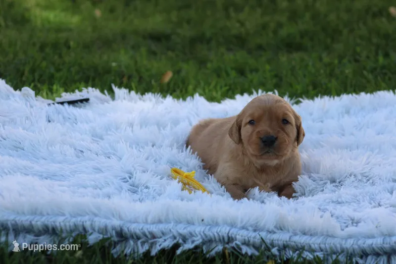 Bess yellow collar  – Golden Retriever puppy for sale in Thorp, WI