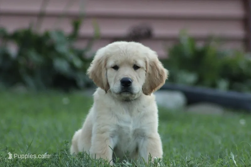 Leo – Golden Retriever puppy for sale in Thorp, WI