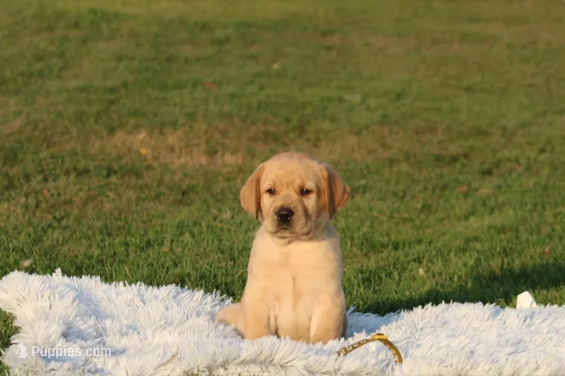 Fella( yellow collar) – Labrador Retriever puppy for sale in Thorp, WI