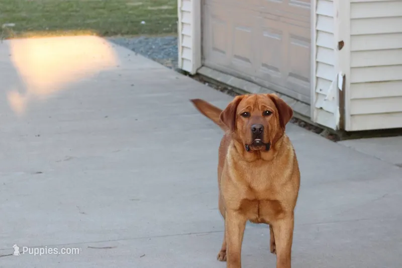 Charlie  – Golden Retriever, Labrador Retriever puppy for sale in Thorp, WI