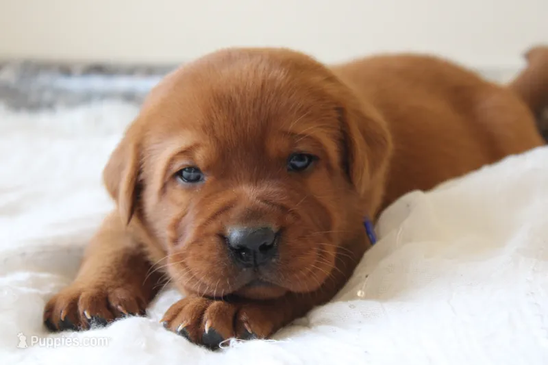 Angel – Labrador Retriever puppy for sale in Thorp, WI