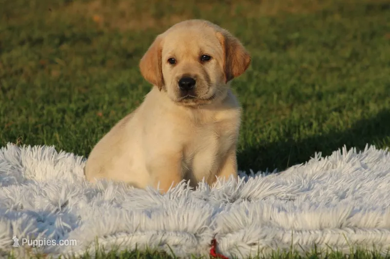 Bill(red collar) – Labrador Retriever puppy for sale in Thorp, WI