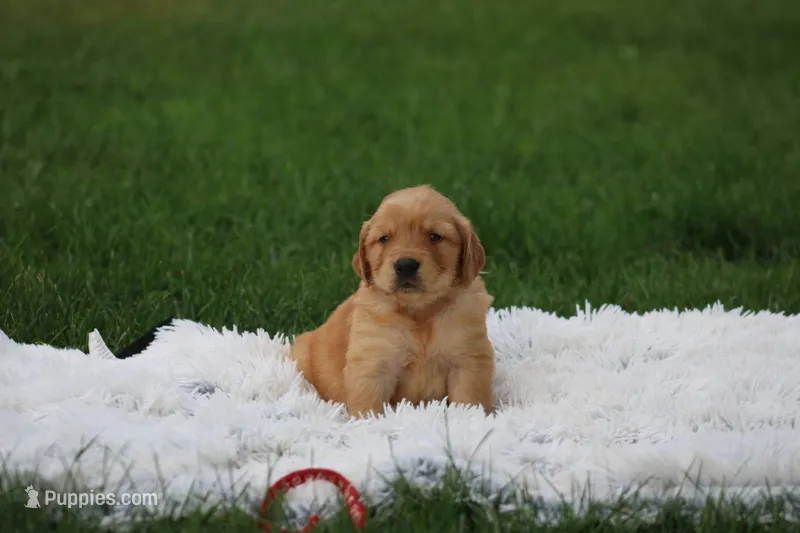 Toby – Golden Retriever puppy for sale in Thorp, WI