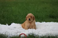 Toby, a male Golden Retriever for sale in Thorp, WI – 1 of 3