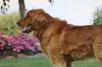 Bess yellow collar , a female Golden Retriever for sale in Thorp, WI – 3 of 4