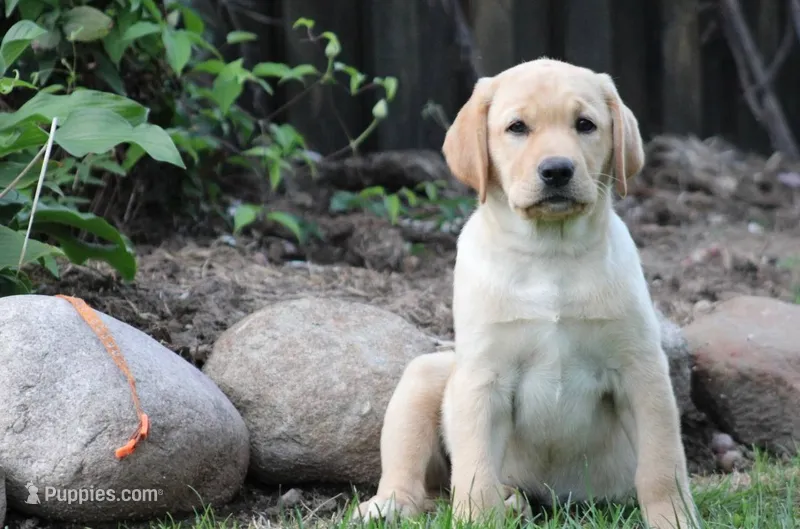 Fern – Labrador Retriever puppy for sale in Thorp, WI