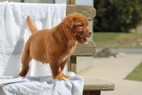 Rover AKC True English, a male Labrador Retriever for sale in Thorp, WI – Photo 3 of 7