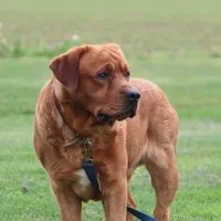 Rover AKC True English, a male Labrador Retriever for sale in Thorp, WI – Photo 4 of 7