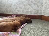 AKC True English, a male Labrador Retriever for sale in Thorp, WI – Photo 2 of 4