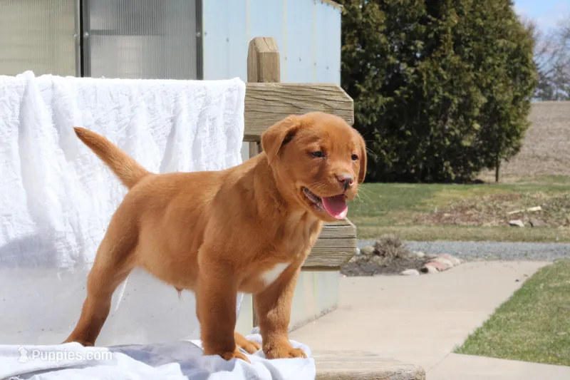 Rover AKC True English – Labrador Retriever puppy for sale in Thorp, WI