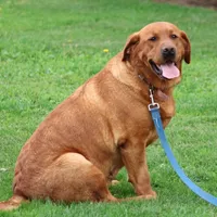 Rover AKC True English, a male Labrador Retriever for sale in Thorp, WI – Photo 2 of 7