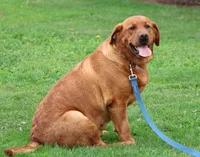 AKC True English, a male Labrador Retriever for sale in Thorp, WI – Photo 4 of 4