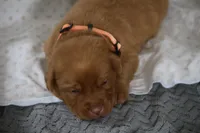 Rover AKC True English, a male Labrador Retriever for sale in Thorp, WI – Photo 2 of 5