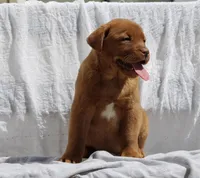 Rover AKC True English, a male Labrador Retriever for sale in Thorp, WI – Photo 6 of 7