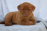 Rover AKC True English, a male Labrador Retriever for sale in Thorp, WI – Photo 7 of 7