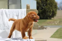 Rover AKC True English, a male Labrador Retriever for sale in Thorp, WI – Photo 5 of 7