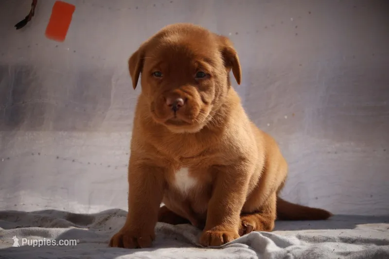 Rover AKC True English – Labrador Retriever puppy for sale in Thorp, WI