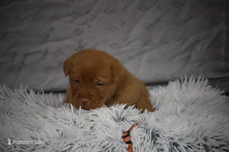 Rover AKC True English