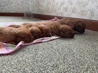 AKC True English, a male Labrador Retriever for sale in Thorp, WI – Photo 3 of 4