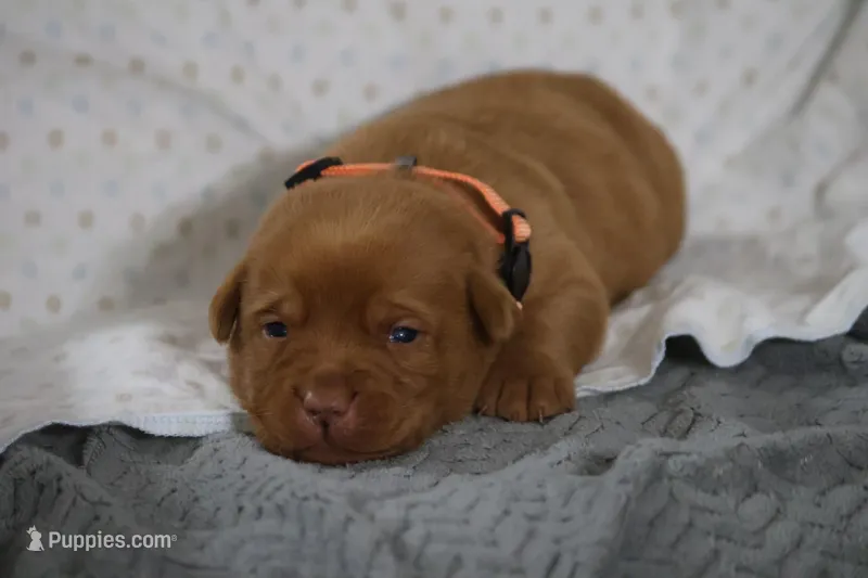 Rover AKC True English