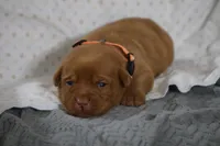 Rover AKC True English, a male Labrador Retriever for sale in Thorp, WI – Photo 1 of 5