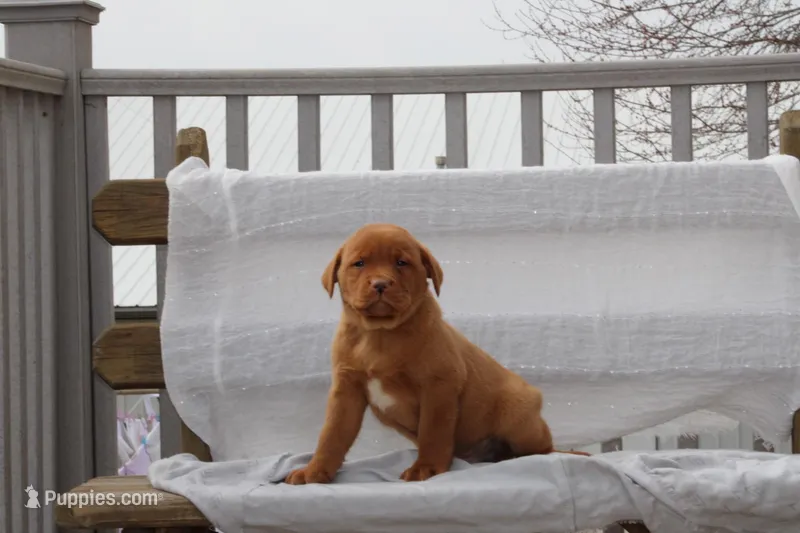 Rover AKC True English – Labrador Retriever puppy for sale in Thorp, WI