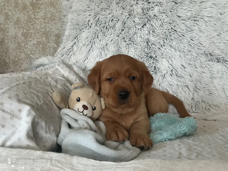 Charlie  – Golden Retriever, Labrador Retriever puppy for sale in Thorp, WI