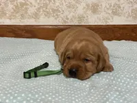 JACK AKC ENGLISH , a male Labrador Retriever for sale in Thorp, WI – Photo 2 of 4