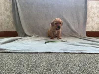 JACK AKC ENGLISH , a male Labrador Retriever for sale in Thorp, WI – Photo 1 of 4